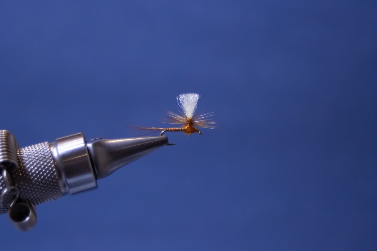 Paul Popovitch's Red Quill tying tutorial is now up at runsandriffles.com 
#colorado #flyfishing #flytying #trout #fishing #troutfishing #troutbum