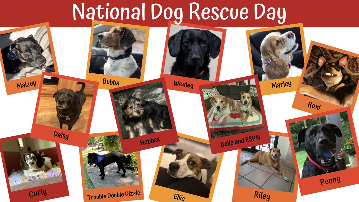 mdpublishing's tweet photo. Here at MD Publishing and @MedWrench, our favorite breed is rescue.

In honor of National Dog Rescue Day, here are some photos of our precious rescues! https://t.co/lj3BS3VUKs
