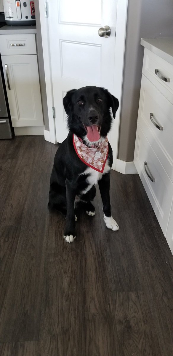 KristaGies's tweet photo. Its #NationalRescueDogDay. This guy was rescued from the north and brought to the PV Humane Society where we adopted him. #maverick๐๐ #rescuedog #adoptdontshop #shepherdcross https://t.co/0Cs8d4fY0D