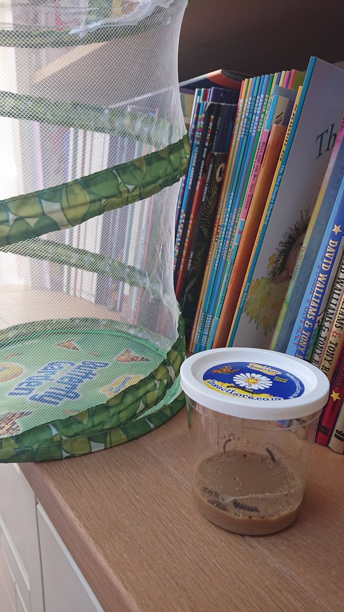 TeamHickey's tweet photo. Excited to start our next project... raising our own butterflies 🐛 🦋 https://t.co/xodvIEYV2x