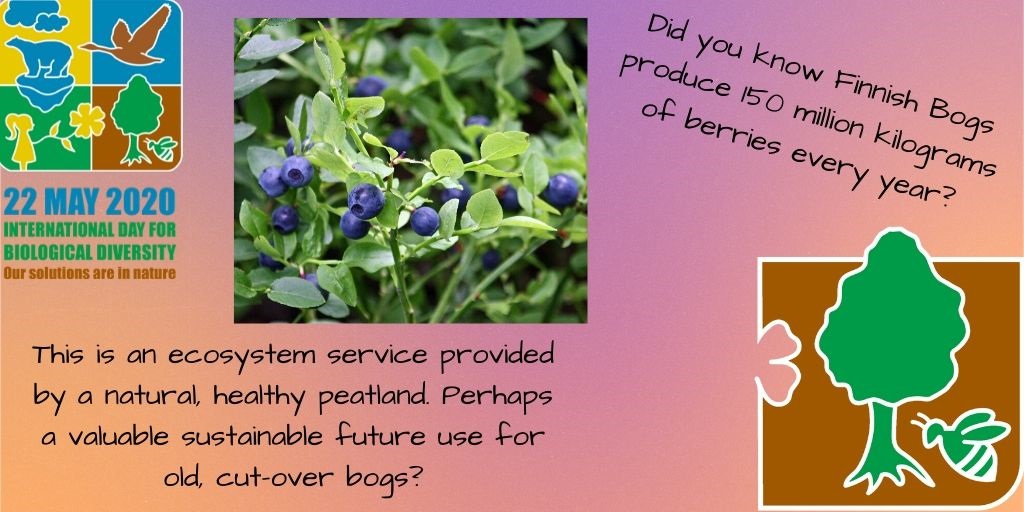 theCANNproject's tweet photo. #BiodiversityWeek Day 3's theme is Health Food and Biodiversity. Reminds me of wandering one of #CANNProject's sites in the winter marking the location of bilberry bushes so I would know where to come in late summer for a feast! https://t.co/PGQU6FlaXJ