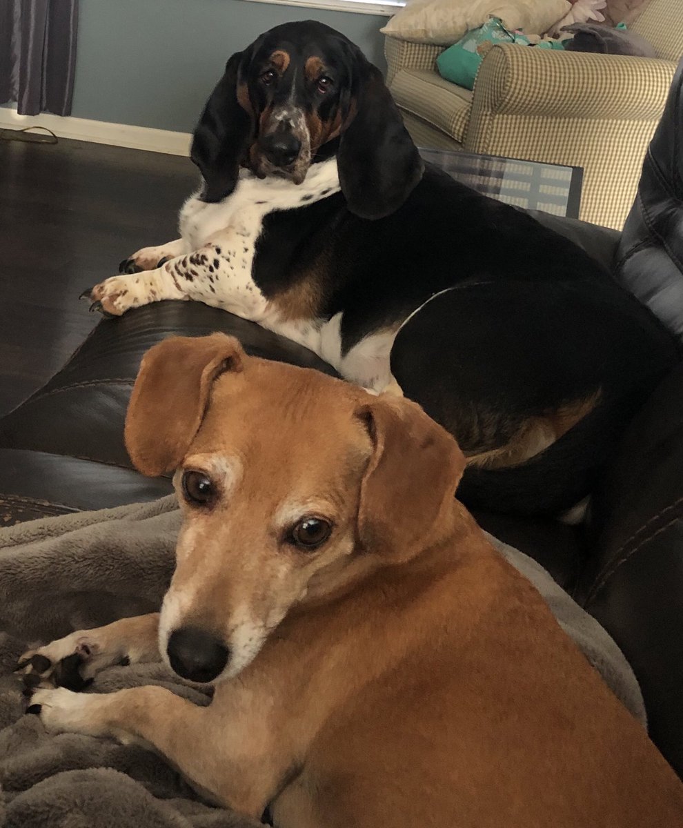 BelleHummel's tweet photo. #SoftballPets @Los_Stuff https://t.co/uvAHPydsmV
