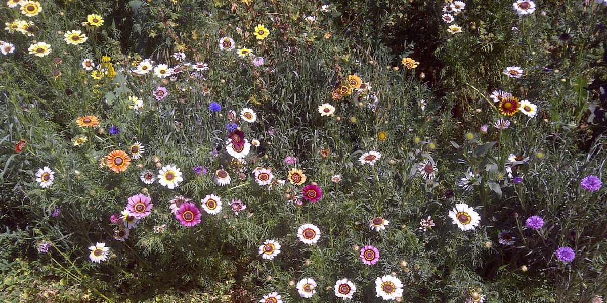 Writermagik's tweet photo. Here's a better picture! #wildflowers https://t.co/t3woiD0646