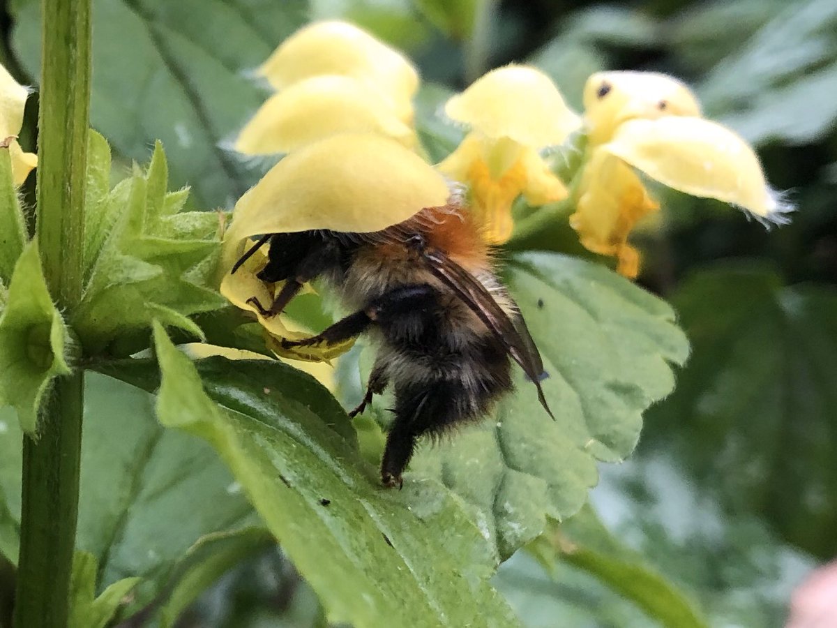 NativeWoodTrust's tweet photo. Out of 99 species of native Irish bees, 98 are under threat from intensive land use pressures. Let’s all help to protect daisies and dandelions and hedgerow herbs #WorldBeeDay2020 https://t.co/bA99ESFclI