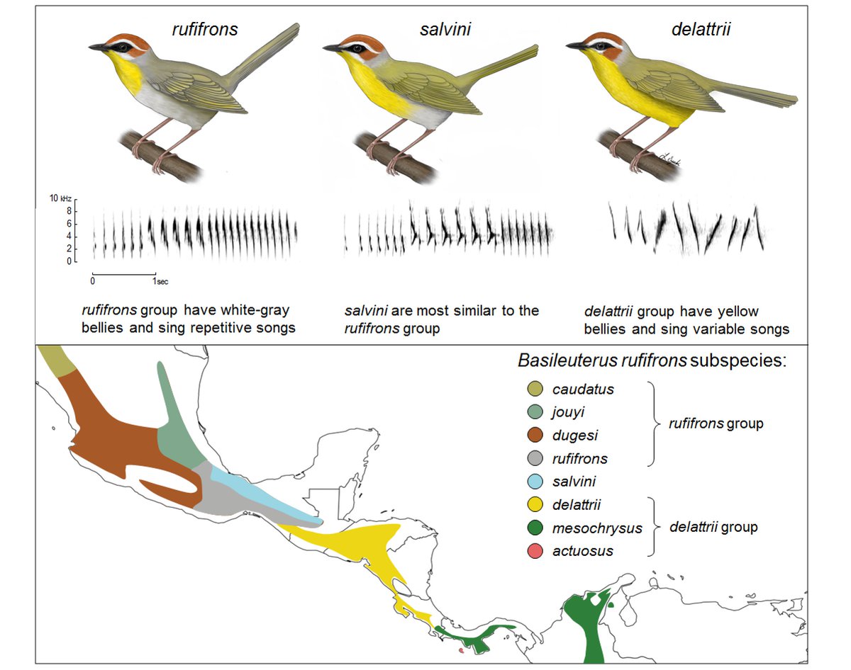 Our newest paper is out today in Auk: Ornithological Advances: "Divergence in plumage, voice, and morphology indicates speciation in Rufous-capped Warblers (Basileuterus rufifrons)". By  @AD_basileuterus  @JRobertoSosa  @ColSciSimpson  @Steph_Doucet &  @DMennill.  #ornithology [1/6]