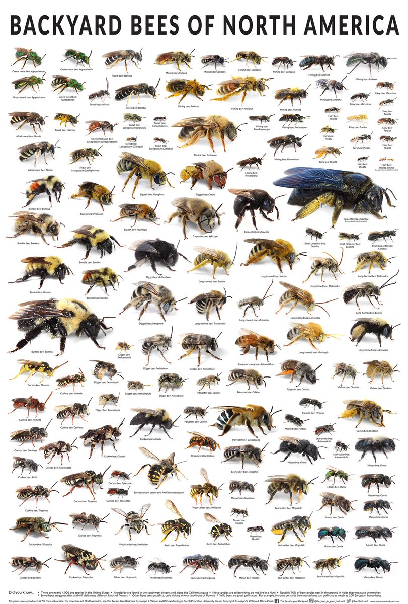 BeesBackyard's tweet image. It’s world bee day! Did you know there are over 20,000 different kind of these in the world? Visit beesinyourbackyard.com to learn more.