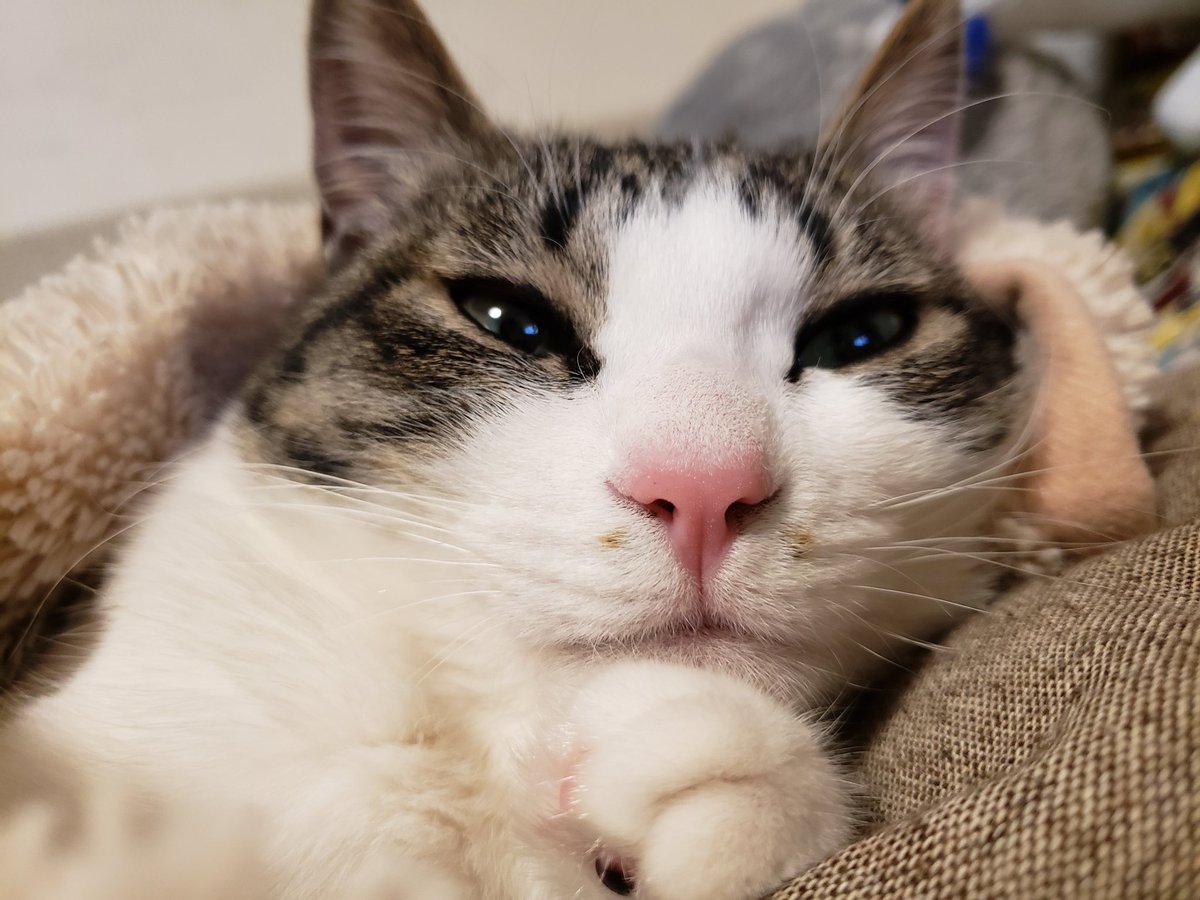 猫はいい匂い