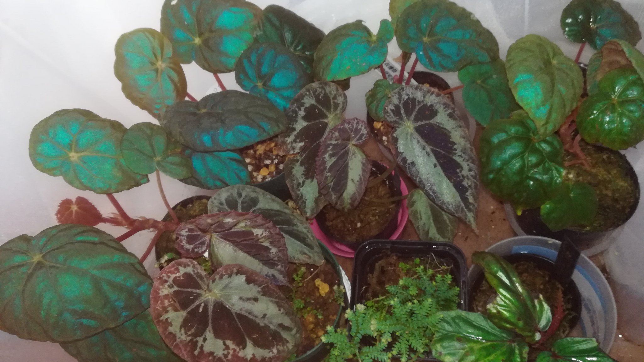 美穂 A Twitteren 常湿1週間くらいのブルー系ボックス 綺麗やなぁ 角度によって見え方変わる 白い洗濯ネットで遮光してます ベゴニアパボニナ ベゴニアブルキリ コンテリクラマゴケ ベゴニアテムユク 根茎ベゴニア ベゴニア