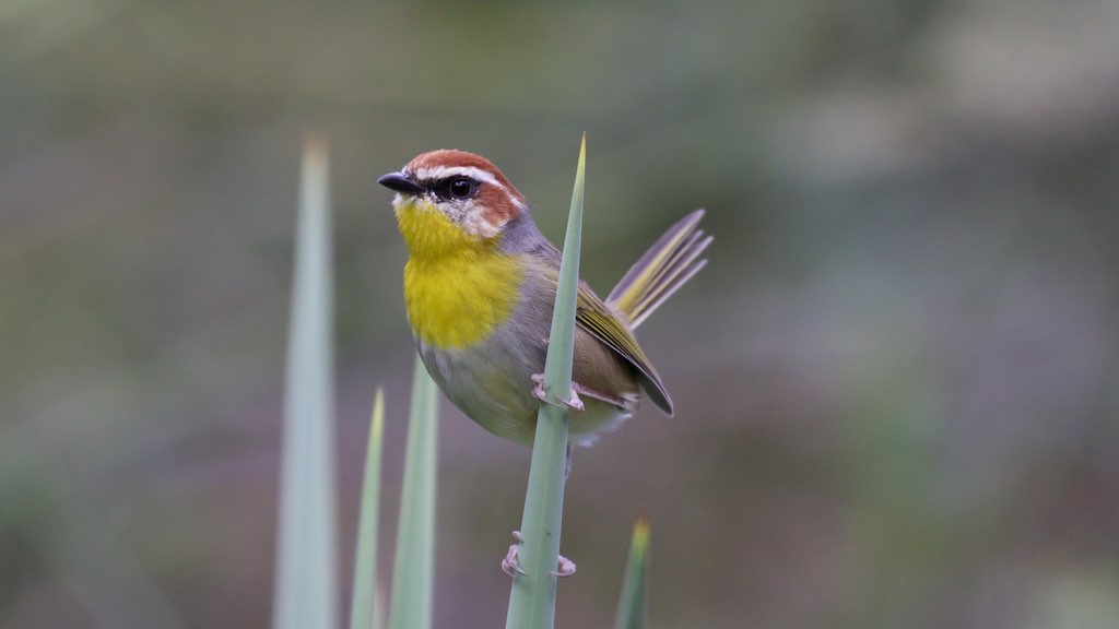 The taxonomy of Rufous-capped Warblers is controversial: eight subspecies exhibit divergent plumage colour and songs, and consequently they are sometimes treated as two separate species. [2/6]