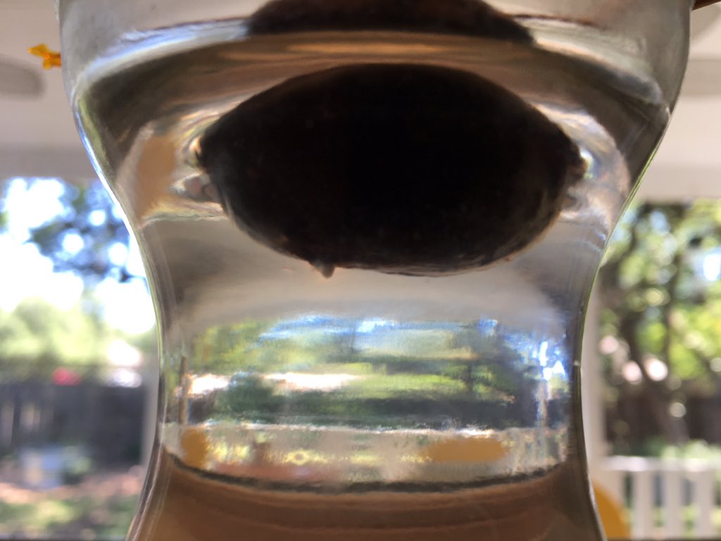 keatingkellie1's tweet photo. It took about 4 weeks for the avocado pit to germinate! So far there is just a root emerging. These pictures were taken over 3 days #SharingThePlanet https://t.co/QlJJitjpKb