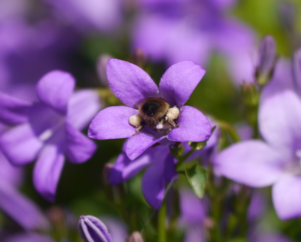NiallLoftus's tweet photo. #WorldBeeDay2020 @PollinatorPlan @DonnybrookTidyT 
Busy bees in Donnybrook https://t.co/Hxl6D1WbjT