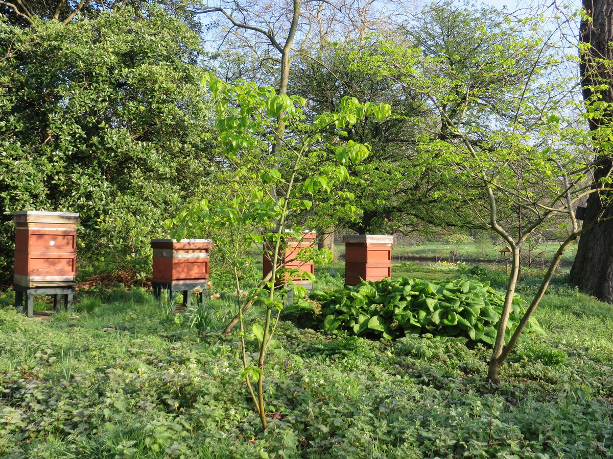 RoyalFamily's tweet photo. Buckingham Palace is home to four beehives. 🐝 

The bees live on this bee-autiful island where they forage on a wealth of nectar plants, both native and exotic. 🌼🌺🍃 https://t.co/liOCkdVELR