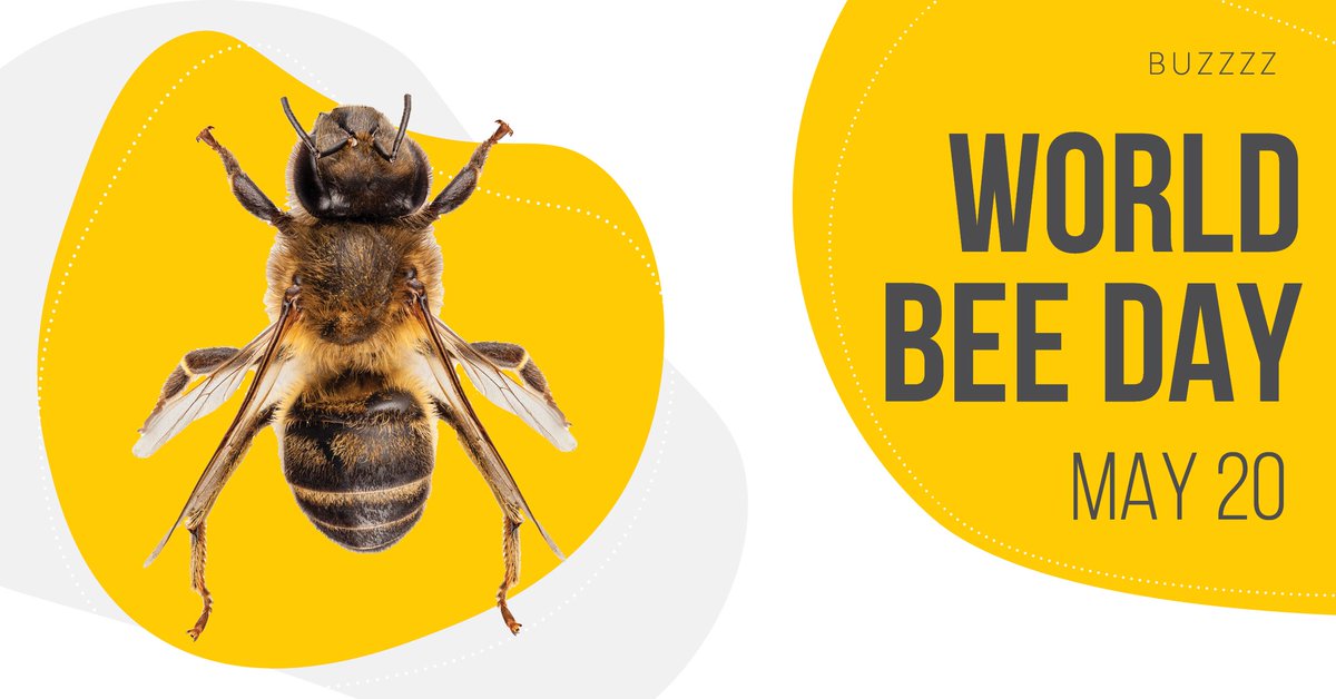 bbdcanada's tweet photo. Today is #WorldBeeDay, and since bees are kind of our thing at the #BBDWorkplace, we're highlighting some cool bees facts all day!

The first “World Bee Day” was celebrated on May 20th, 2018, the same date as the birthday of Anton Jansa, a modern apiculture pioneer! #savethebees https://t.co/HCoLYUT7jm