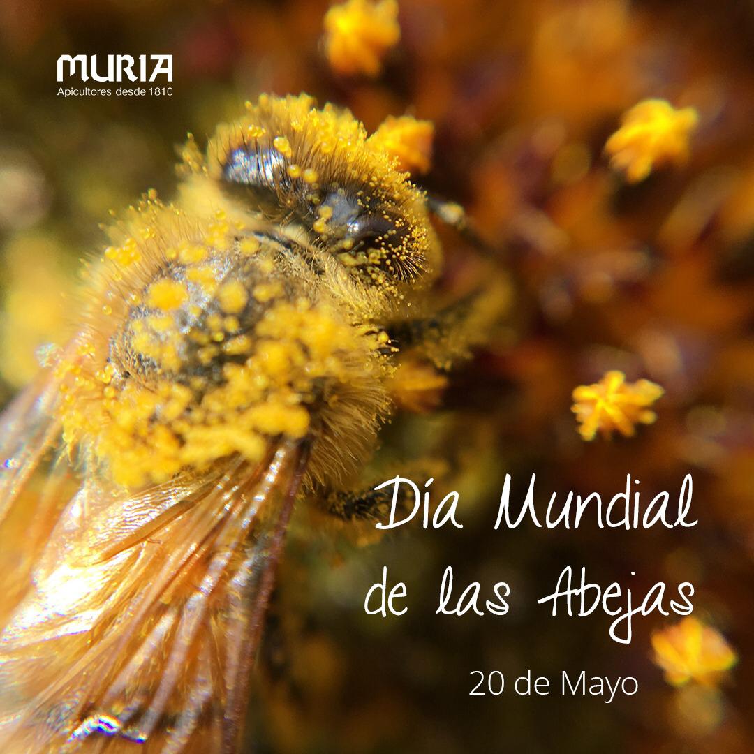 rafelmuria's tweet image. 🐝 Sense elles... quin món tindríem? 
🐝 ¿Sin ellas... que mundo tendríamos?
#diainternacionaldelabella #diainternacionaldelaabeja #chefdelamiel #melmuria