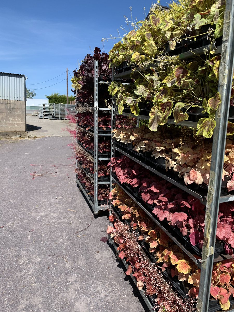 Working on next weeks orders now! Starting with 6000 Heuchera for a Prestige living wall! #newmarkets