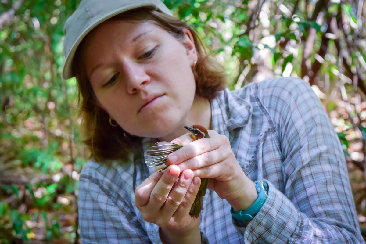 Using field data, museum specimens, and sound archives, we compared the body size, plumage colour, and songs of all eight Rufous-capped Warbler subspecies. The project was led by Dr. Alana Demko  @AD_basileuterus. [3/6]