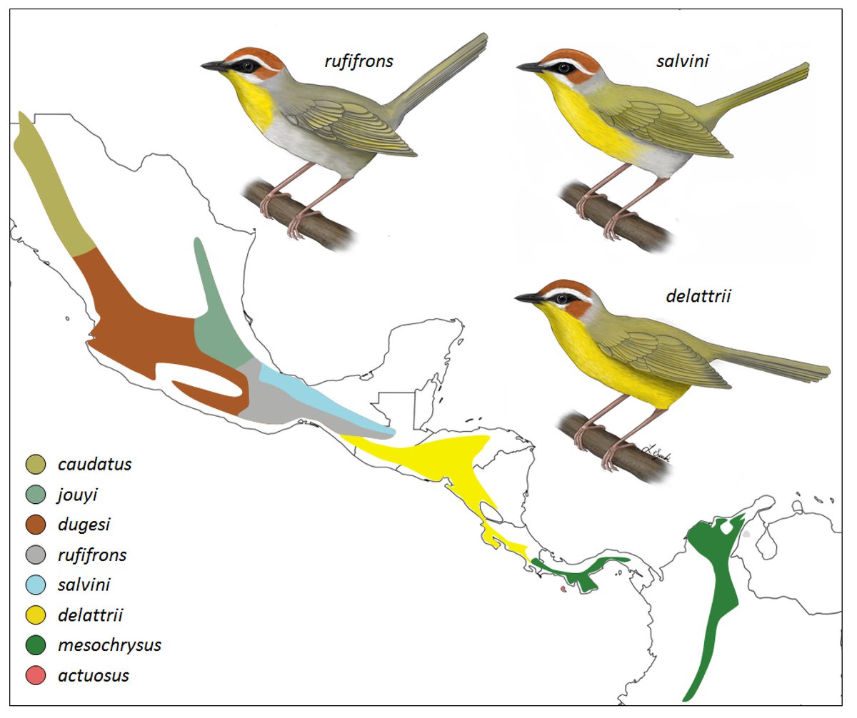 We found that seven subspecies comprised two groups with different colour, songs, and body size: the northern, white-bellied rufifrons group and the southern, yellow-bellied delattrii group. The eighth subspecies, salvini, showed similarity to the rufifrons group. [4/6]