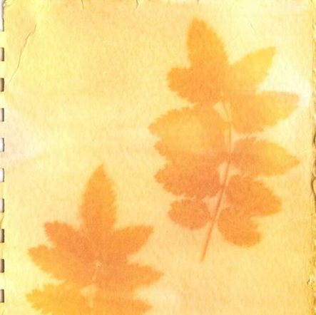 We've created a series of Photo-recipes to try at home, starting with turmeric anthotypes! Download the recipe card for free at tinyurl.com/y9t32f24 and tag your anthotypes using #photorecipe2020