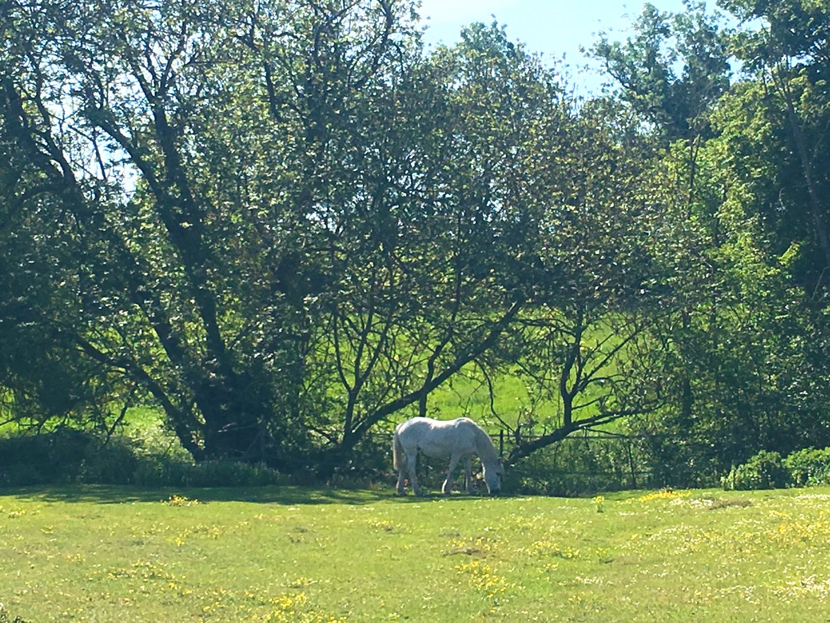 kennedy107's tweet image. All lockdown this fellas come over for a chat,couldn’t shift him today,everyone’s allowed an off day #lockdownloop #trails #gvrat1000k