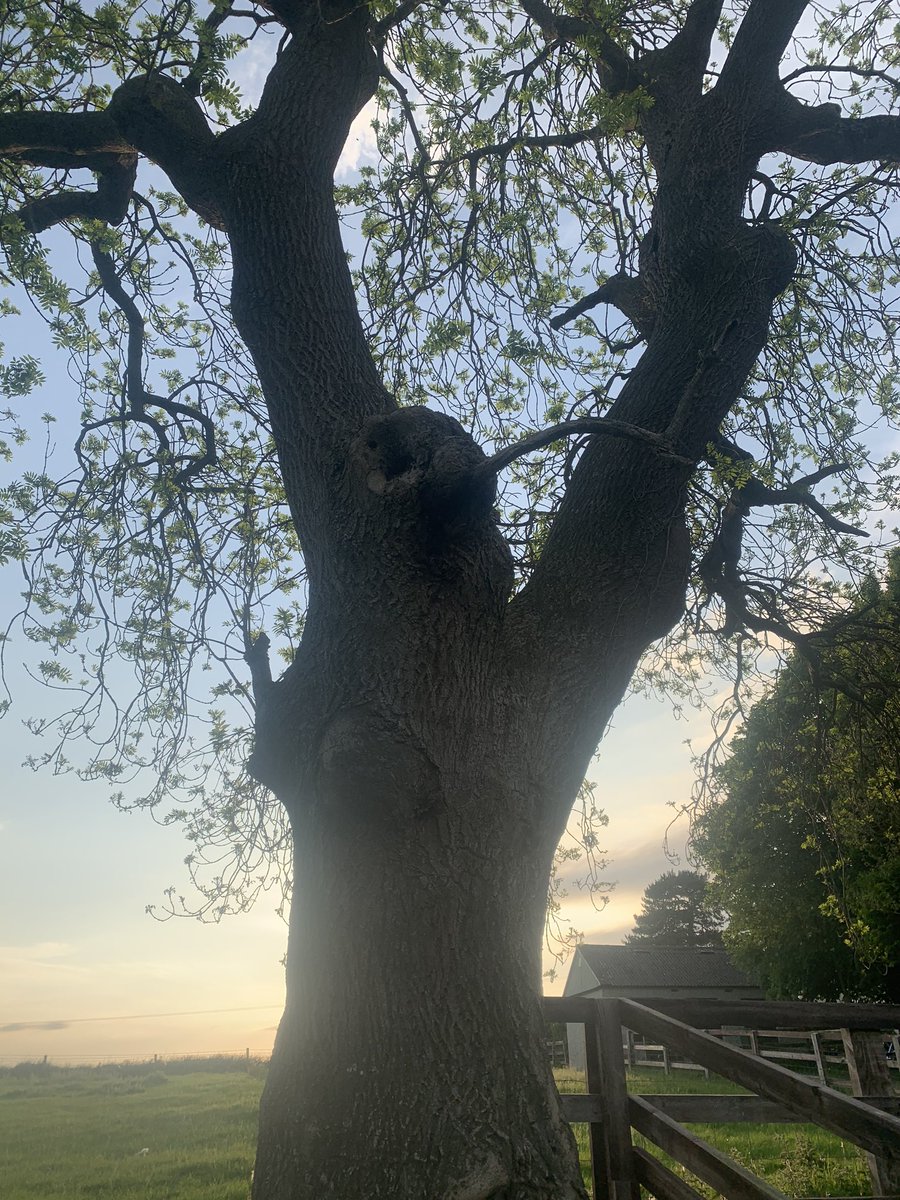 McGuinnessEU's tweet photo. Can anyone help identify the bee species? Wild bees? @JaneCStout #WorldBeeDay2020 #beesintrees https://t.co/QHyMD9c5BR
