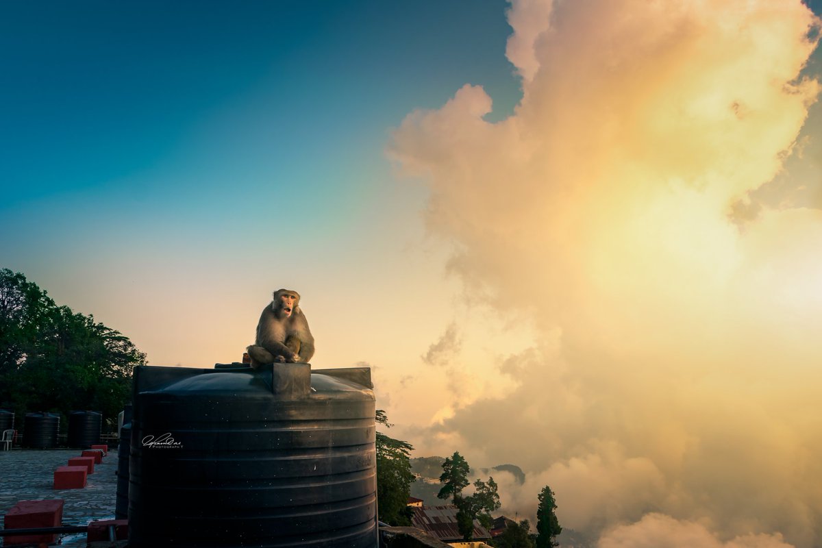 Soham das tweet media