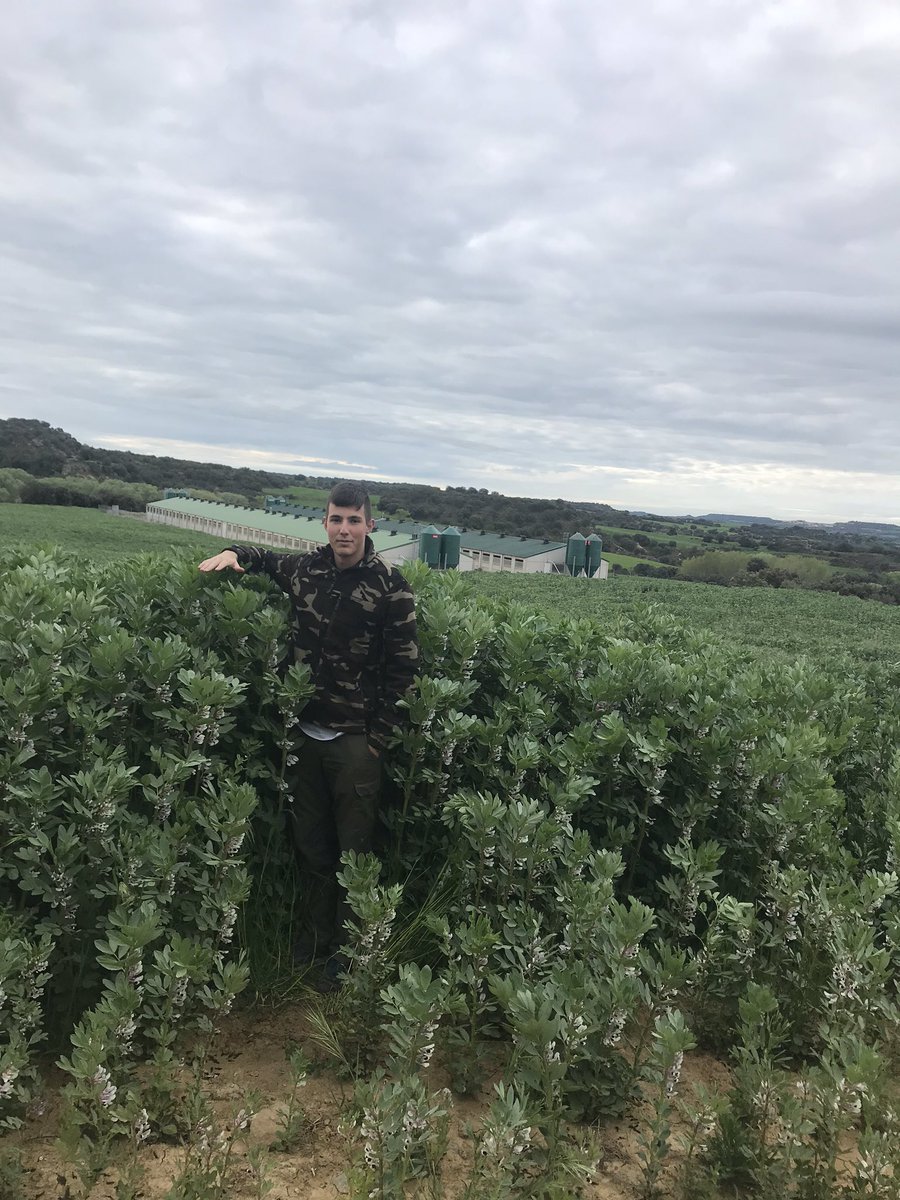 carlosJD_B's tweet photo. Campo sin abono, tierra de las más flojas que tenemos tierra arena prácticamente llevará este campo sobre unos 15 años de siembra directa ! Increíbles resultados @LuisMiArregui https://t.co/5Y6dcuytfU