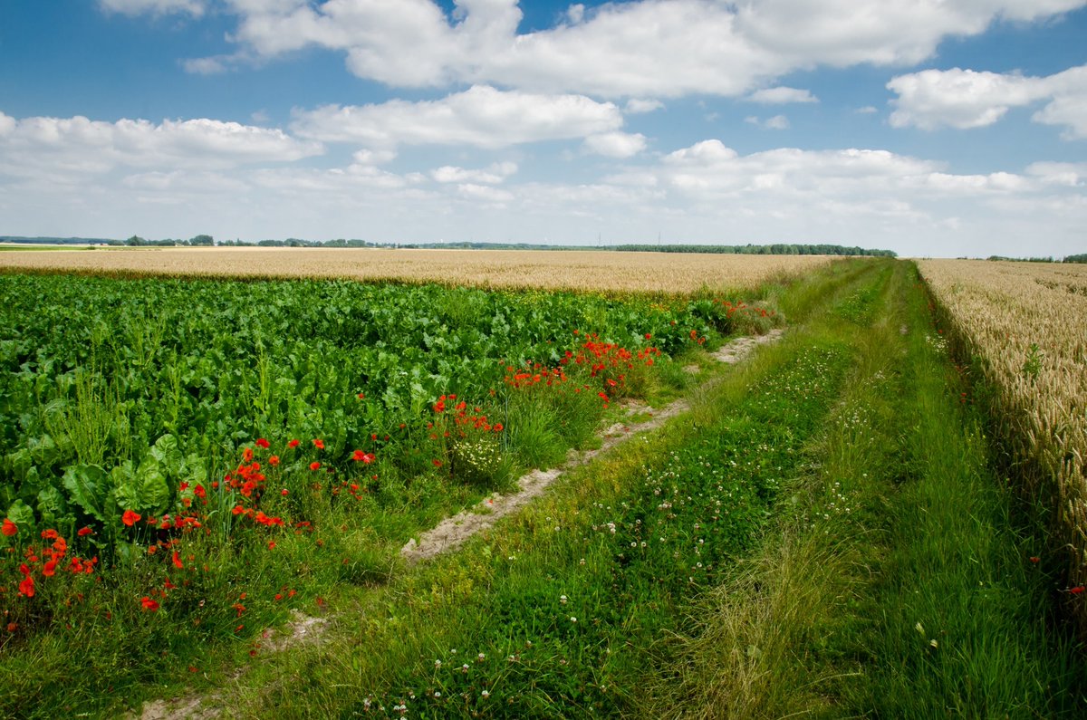 EUAgri's tweet image. The Common Agricultural Policy will play a vital role in delivering the #EUGreenDeal thanks to a more targeted, flexible &amp;amp; effective #FutureofCAP 🇪🇺 

Here&apos;s how: ec.europa.eu/info/news/cap-… 📄 

Factsheet: ec.europa.eu/info/sites/inf… 📊 

#EUFarmtoFork #EUBiodiversity