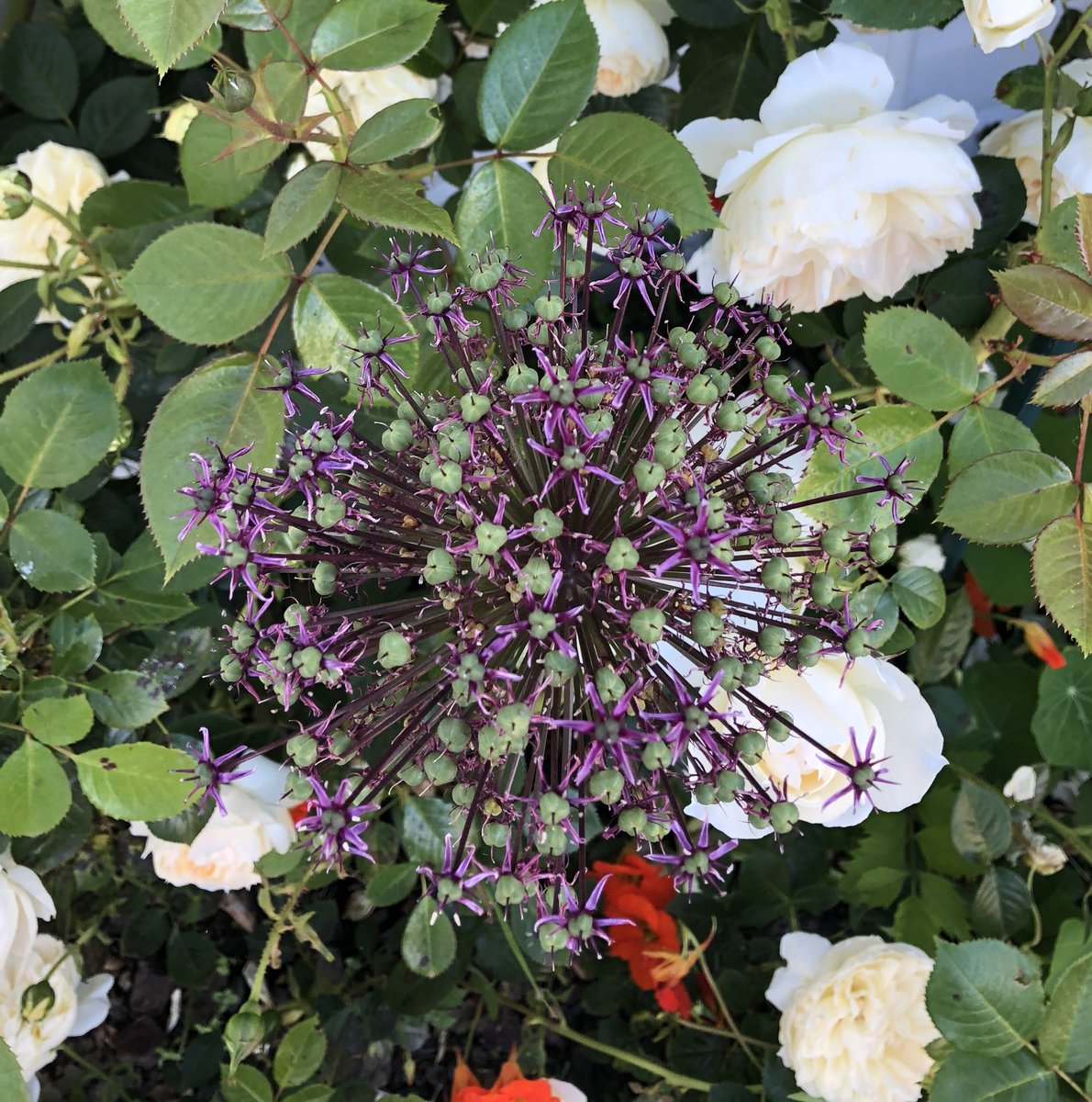 Non ce n’est pas une représentation du COVID-19 mais bien une fleur d’ail de mon jardin. Que la nature peut être belle...😀