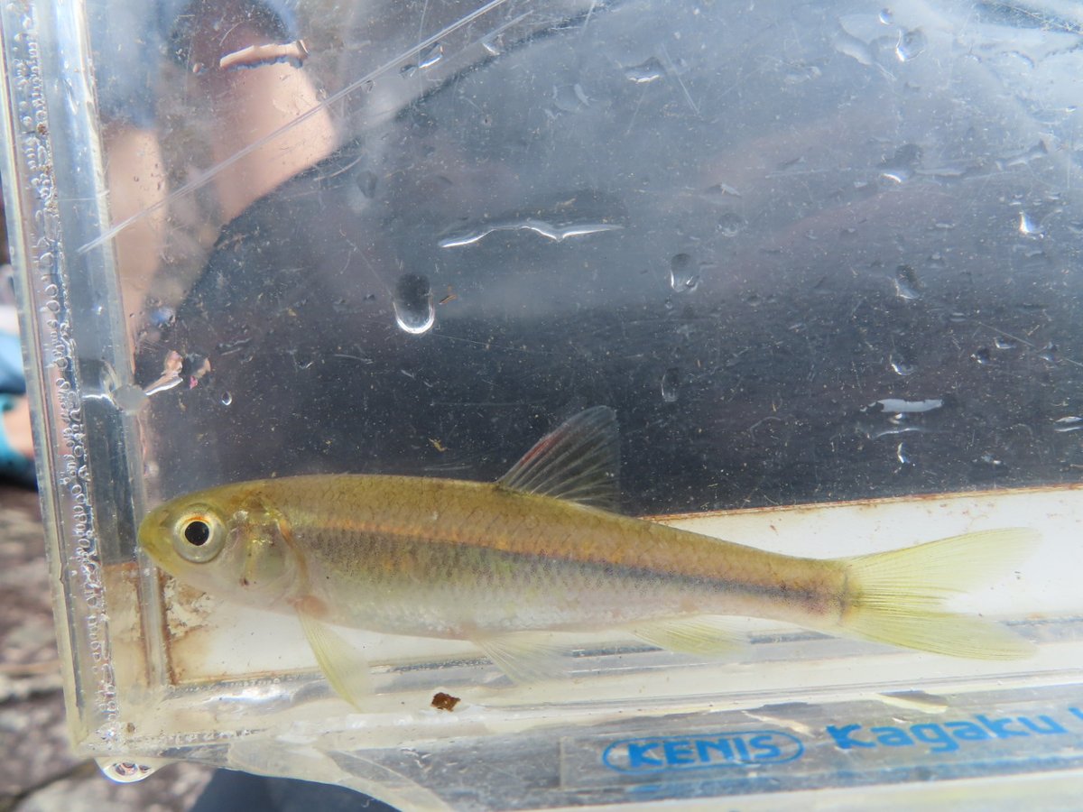 Tokotoko カワムツ カワムツは雑魚釣りの入門魚であり いる場所ではたくさんいる オイカワと比べてずっしりと重く ガサガサをしていると大きなカワムツを採取することもある 水槽で飼っていると まれにとび跳ねることも注意が必要