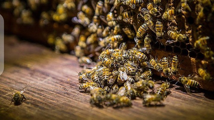 Agrobussafrica's tweet photo. This relatively sleek, orange-and-black-striped, highly social animal is what we usually think of as a “bee,” and it produces the fragrant honeys and beeswax found in our markets.#WorldBeeDay #Agrobuss @FAO @FAOclimate @farmerscornerng@IITA_CGIAR @ICRISAT @WFP@Ola_Tobigr8 @UNEP https://t.co/vyReTBmeXx