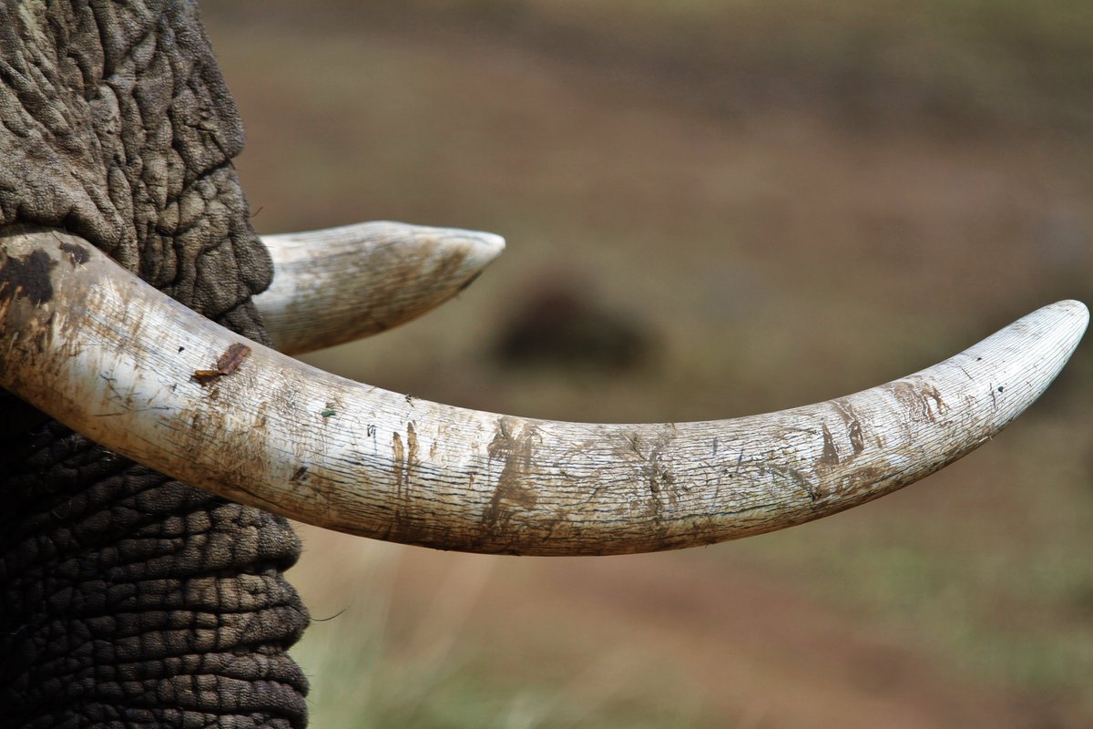 Stop Ivory tweet media