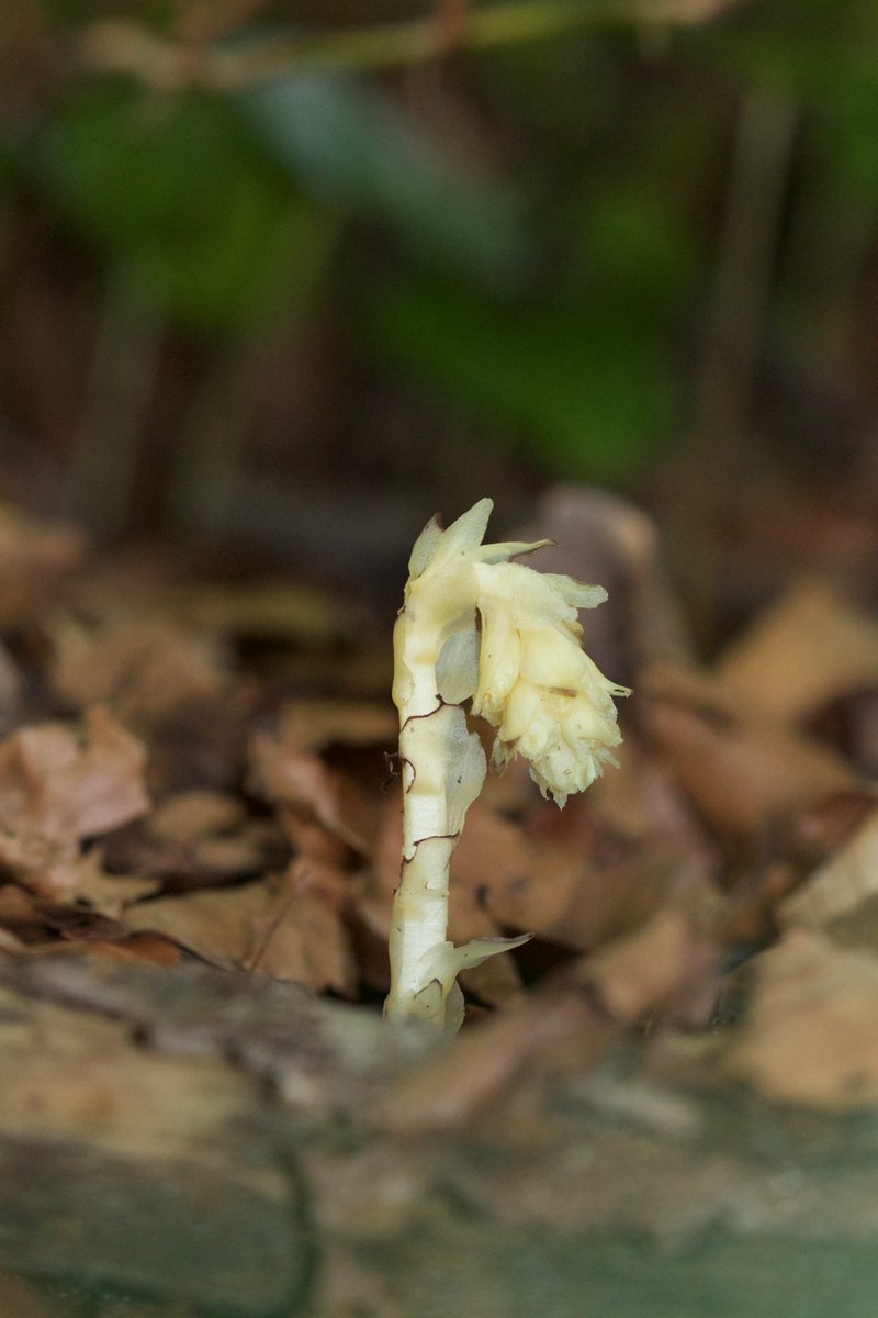 Their stable isotope signatures actually reflect those of the fungi they are using to grow ('you are what you eat'). Neottia nidus-avis (Orchidaceae) and Monotropa hypopitys (Ericaceae) are examples of such plants