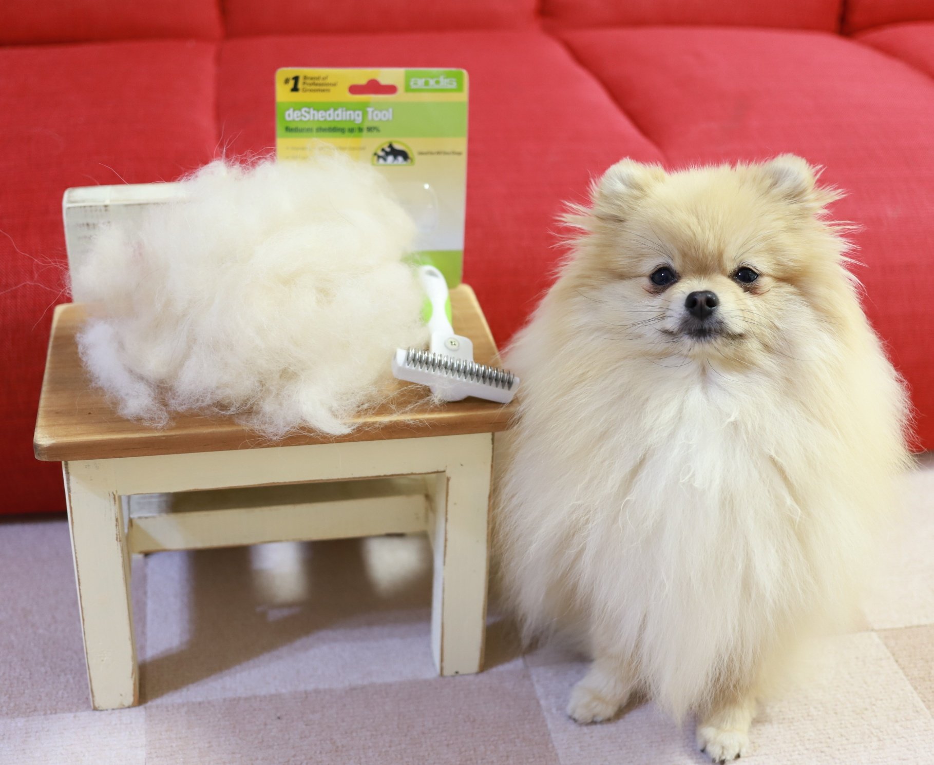 ポメラニアン ましこむちっくん ぽーたんママ Pomepmemama に教えて貰った ディシェダー ノーマルだけど届いた ファーミネーター みたいに先が尖ってないから安心 お試しに軽く全身かけたらこんなに取れたよ やりすぎないように気を付けよ