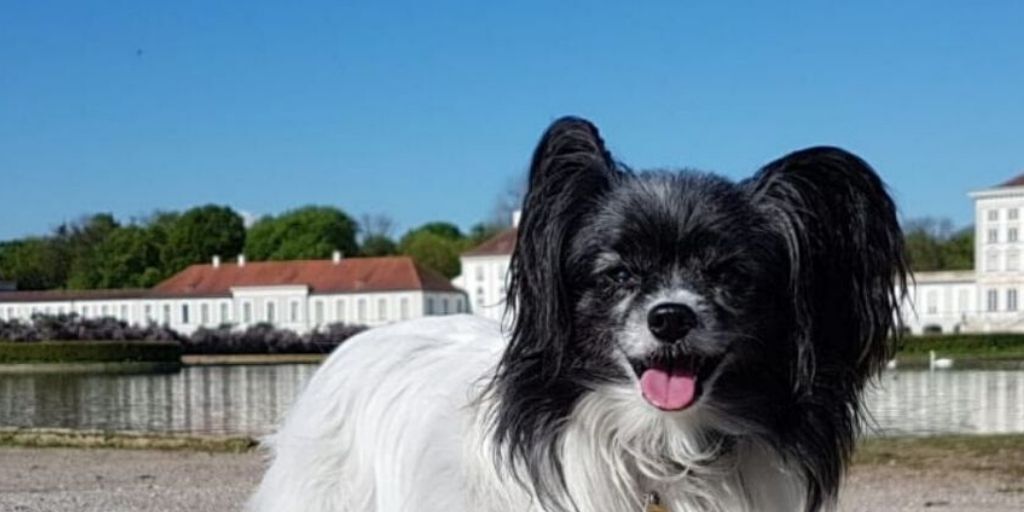 SpieleHunde's tweet photo. Ein bisschen Wolf steckt bis heute in jedem Hund, auch wenn man es auf den ersten blick nicht sieht.
Die kleine Bounty ist eine Spezialistin im Mäusefangen. 

Wie viel Wolf steckt in deinem Hund? https://t.co/Hy3ZwTNtAH