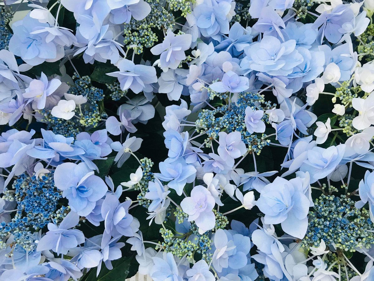 中部国際空港セントレア こんばんは セントレア第1ターミナルとアクセスプラザをの間の連絡通路には色鮮やかな紫陽花が咲いています こんな時ですが空港でお勤めの皆さんを癒やしてくれています