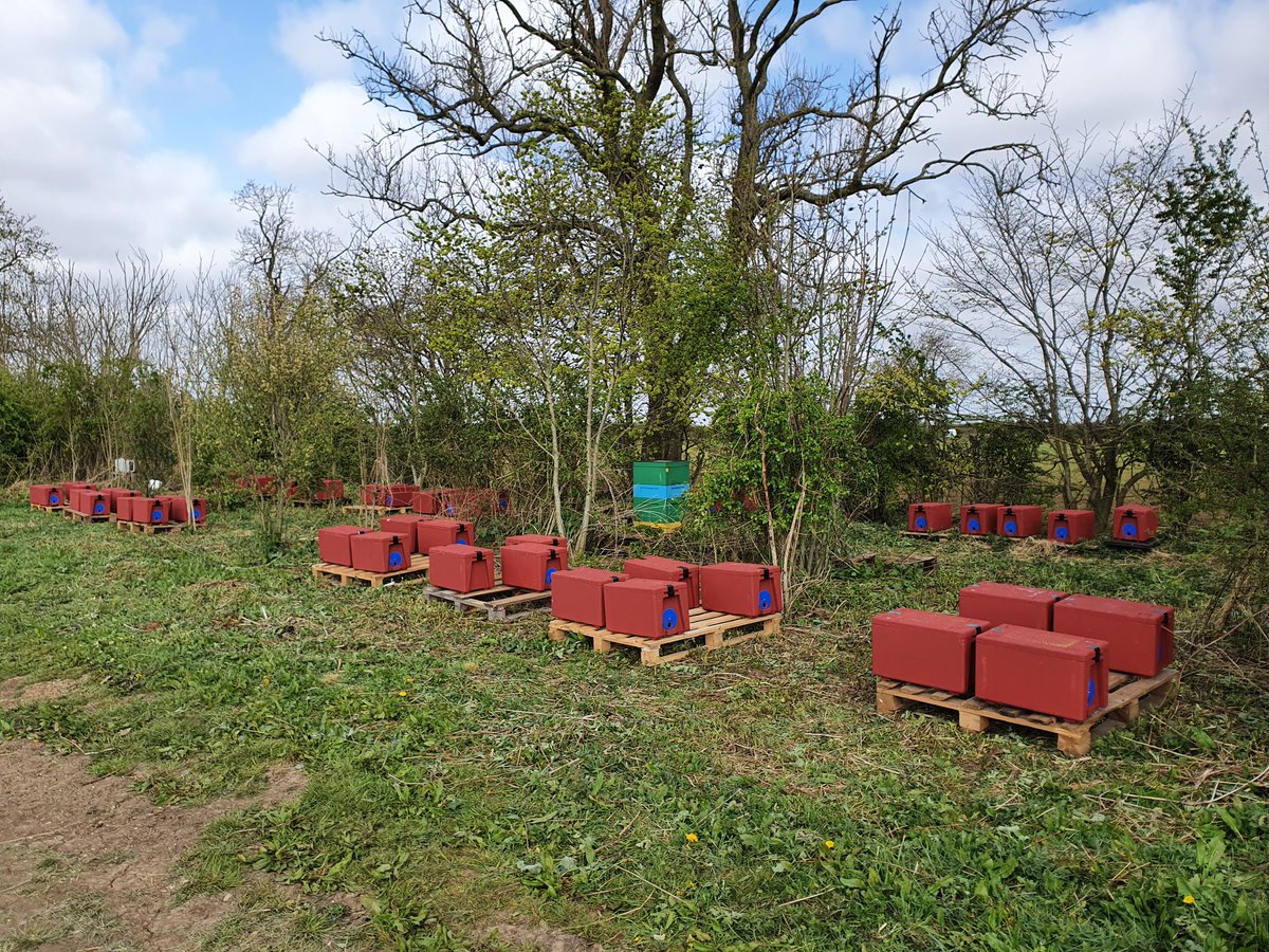 STOLEN - £2000 REWARD 
17 over wintered nucs have been stolen from one of our apries. If anyone has any infomation please contact Humberside Police (ref 16-51376-20)
£2000 Abelo voucher in reward for information leading to recovery of the nucs.