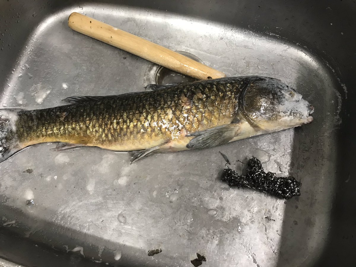 マスグーフを食べよう イラク風鯉の丸焼き 2ページ目 Togetter マスグーフを食べよう イラク風鯉の丸焼き 2ページ目 Togetter