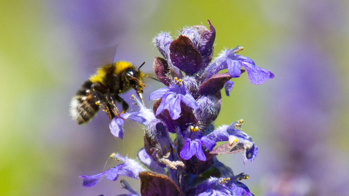 DowlingWildlife's tweet photo. Happy #WorldBeeDay. Bees of all kinds have got it hard these days. Lets commit to less mowing, no spraying and start planting for #Pollinators. Our future depends on it!
#WorldBeeDay2020 #WorldBeeDay #BreakfastBeeWatch #NoMowMay @BumblebeeTrust #BumbleBees https://t.co/pYwIBWd9AN