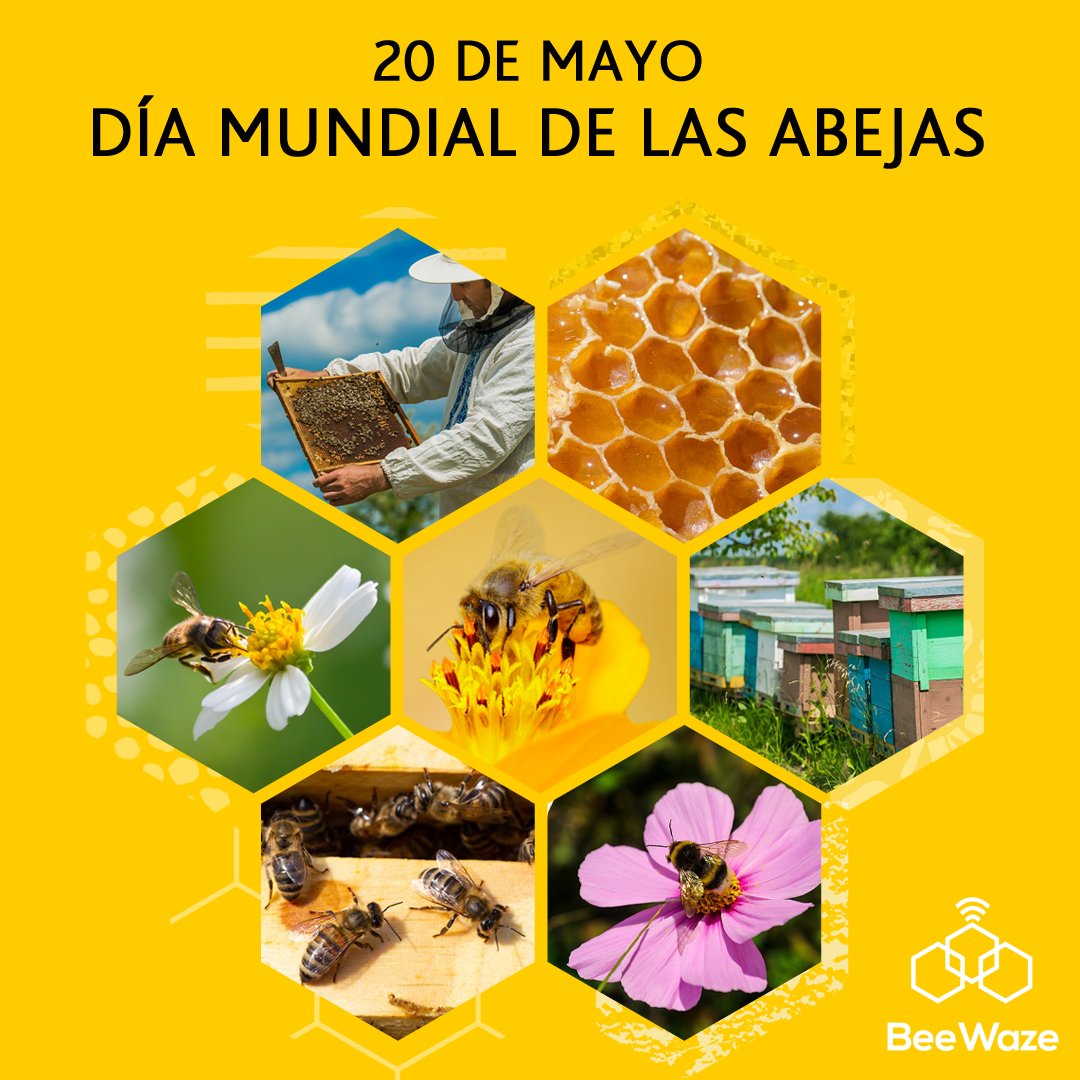 En el #DiaMundialDeLasAbejas brindamos con dulce miel, por un futuro auspicioso para ellas y para toda la humanidad.
#abejas #miel #apicultores #apicultura #BeeWaze #futuro #planeta