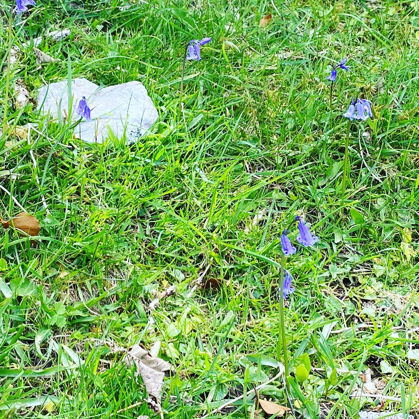 BeaconsPark's tweet photo. Bluebells are out 
#naturalburialground #bluebells #nationalpark https://t.co/3iXePHLuO5