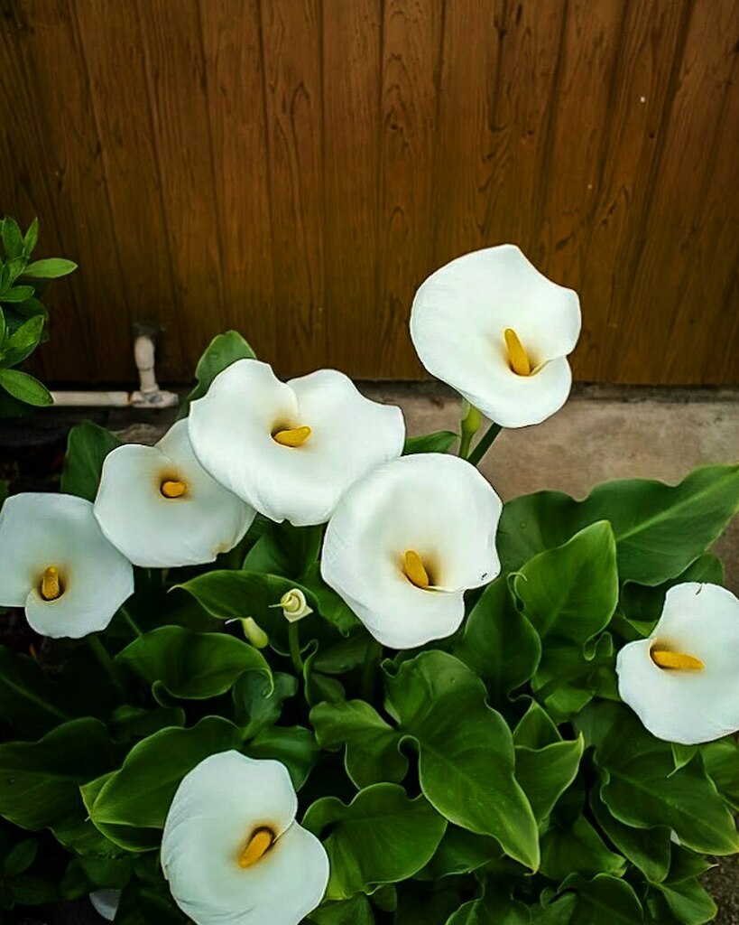 kikutaroid's tweet photo. 無題
#街歩き
#scene
#花 #flower
#植物 #plants
#路傍 #roadside
#sigma #sigmadp1s #dp1s
#compactdigitalcamera #comdigi
#14megapixels #foveon #foveonx3
#raw #x3f #spp #photoshopexpressapp https://t.co/a0MbBEIrZt https://t.co/CylGakLjYp