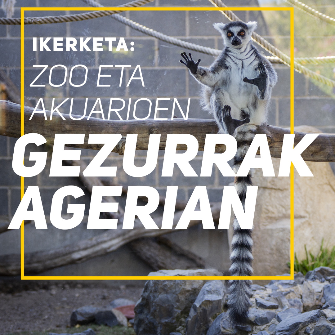 NORantiespezist's tweet photo. Euskal herriko 6 zoo eta Kantabriako 2 zooetan izan ginen 2019ko udaran. Hau salatzeko material desberdinak argitaratu ditugu.

Esteka honetan https://t.co/vrJKkaioYH  dituzue:

▫️ Argazki erreportajea
▫️ Bideo erreportajea
▫️ Zoo eta akuarioen azterketa 

#GezurrakAgerian https://t.co/LYAkXyOx8J