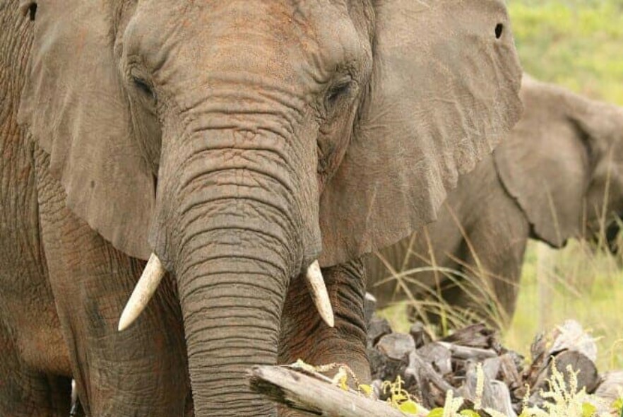 What do elephants do during lockdown? The research team at our Elephant Care and Research project share some of their highlights of observing the herd during lockdown podvolunteer.org/blog/what-do-e…