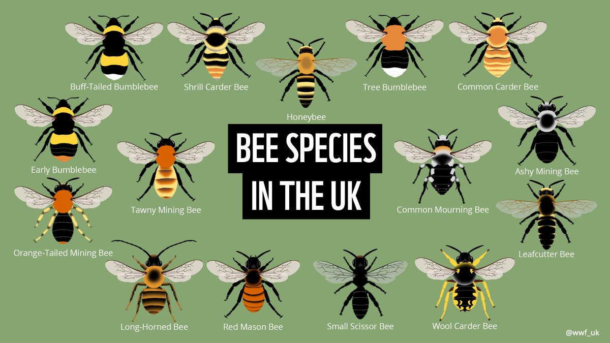 wwf_uk's tweet image. It's #WorldBeeDay! 

Take a closer look next time you see a bee - can you identify which species it is? 🐝