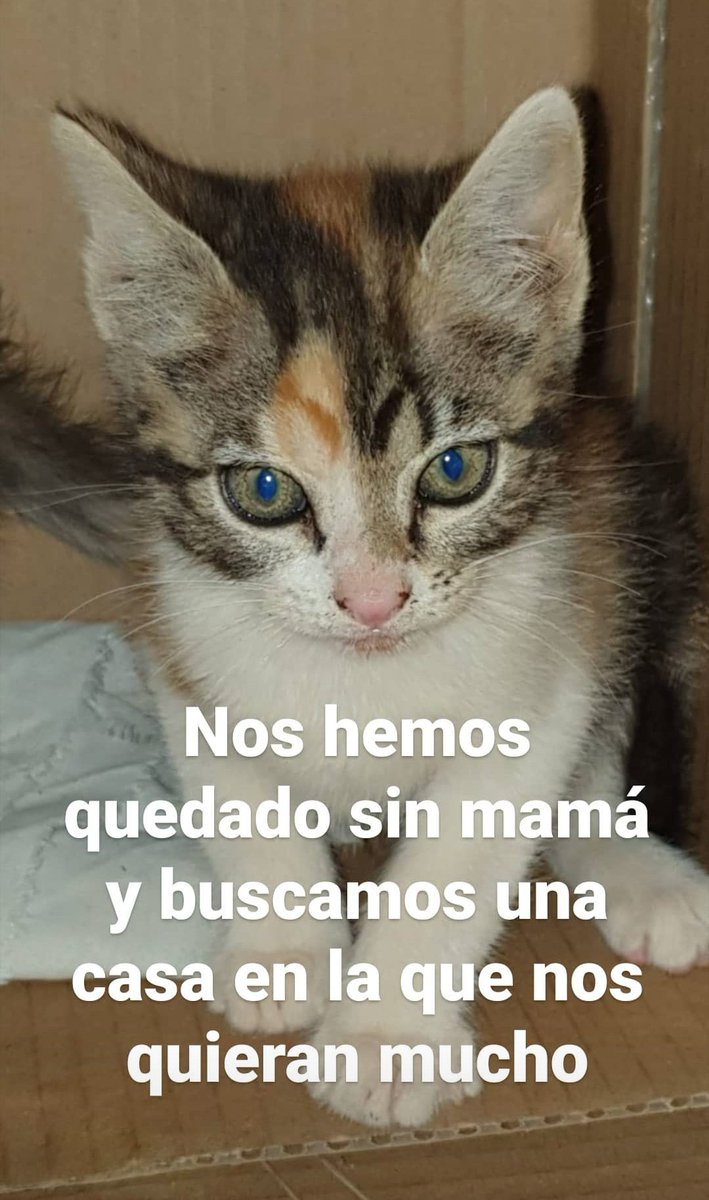 anacamna's tweet photo. Estos gatitos se han quedado sin madre, son muy pequeños y buscan un hogar en el que puedan crecer felices y rodeados de amor https://t.co/ZhkKPWx7Fs