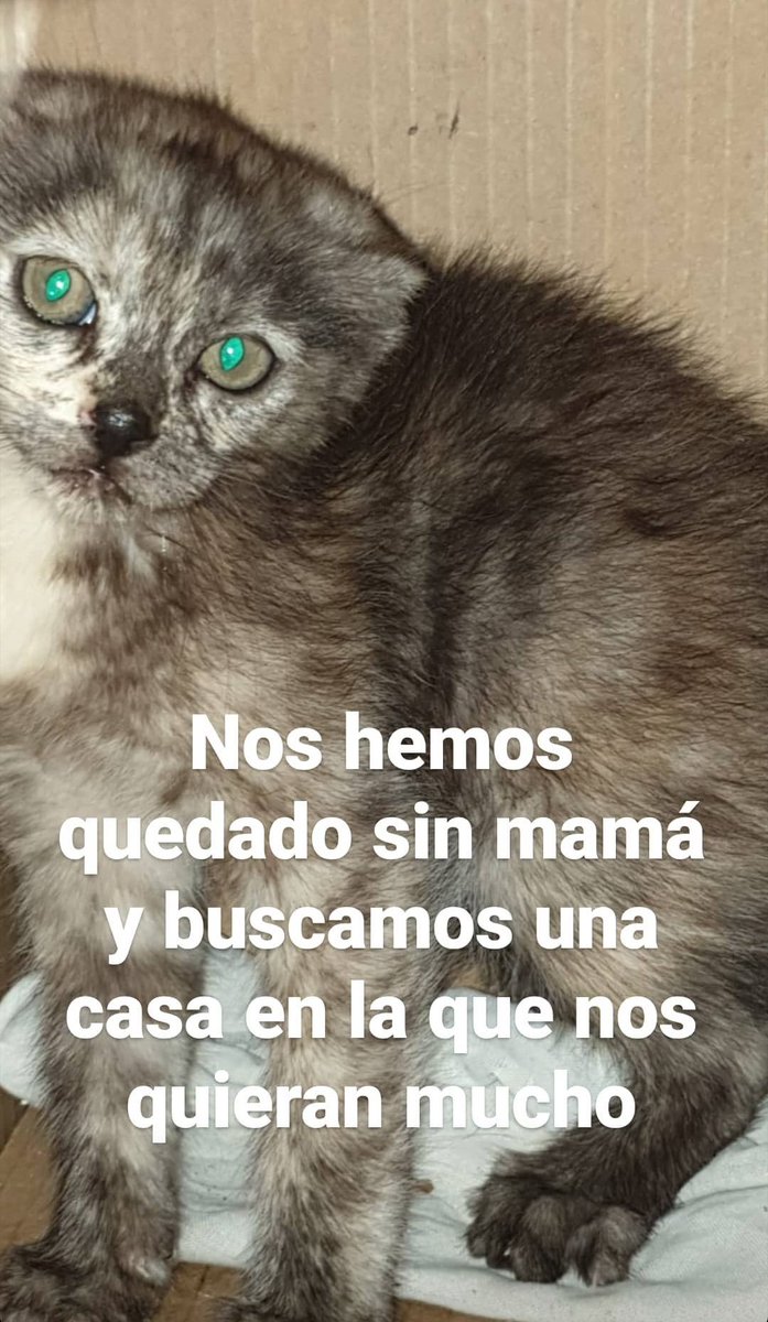 anacamna's tweet photo. Estos gatitos se han quedado sin madre, son muy pequeños y buscan un hogar en el que puedan crecer felices y rodeados de amor https://t.co/ZhkKPWx7Fs