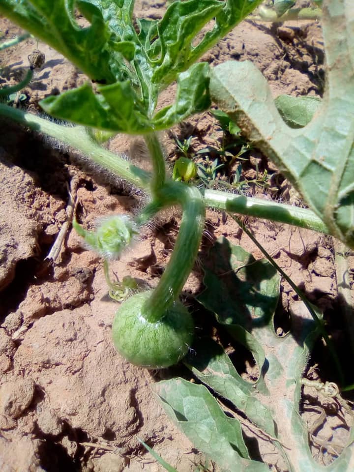 Humanity4frica's tweet photo. @Humanity4frica #watermelon harvest is coming soon. Keep following us for updates on our crops. #zambia #mkushi #agriculture #AfricaDay https://t.co/C2OtU0mnUO
