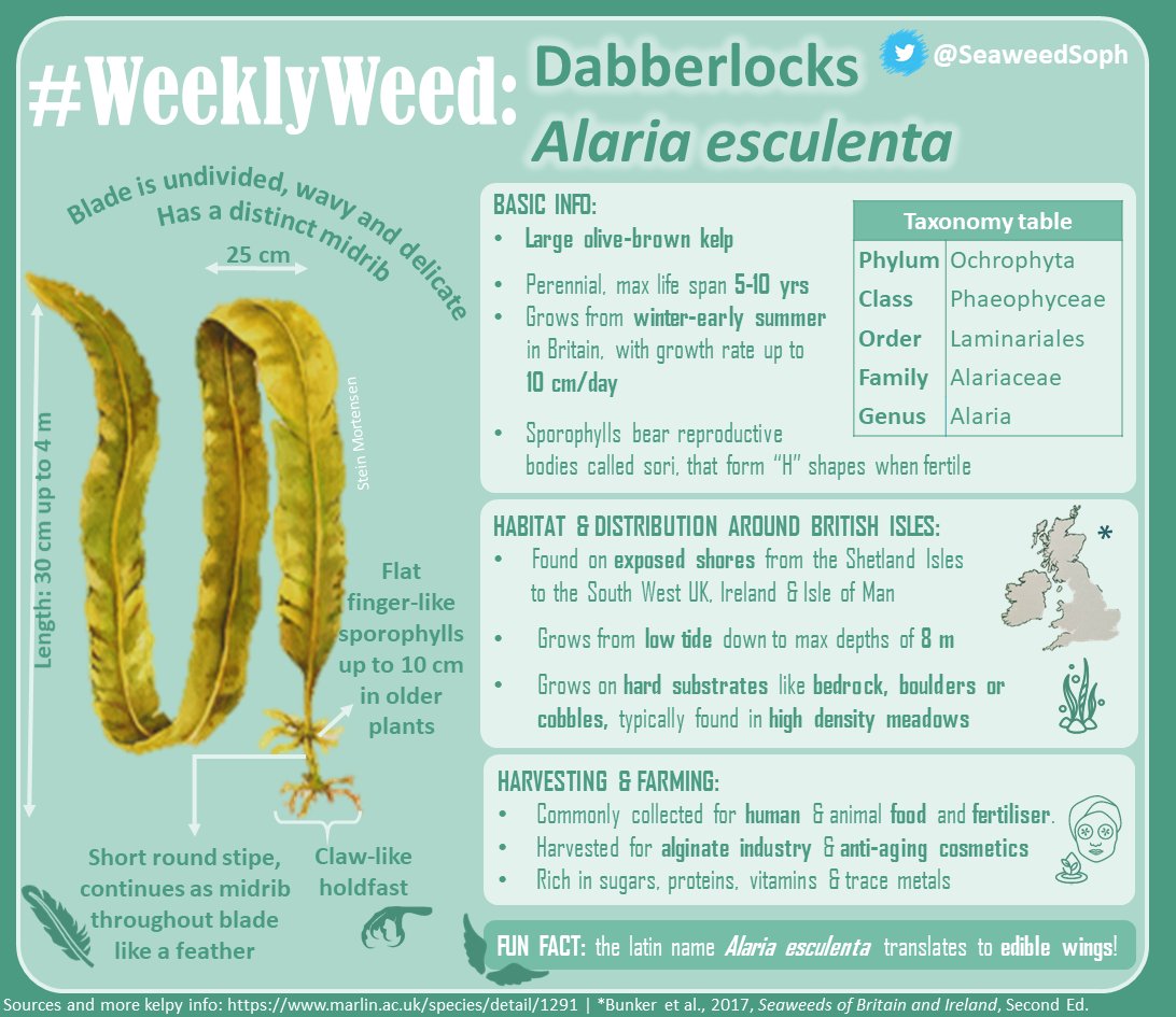SeaweedSoph's tweet photo. Double-whammy for #WeeklyWeed #Wednesday: Alaria esculenta & invasive Undaria pinnatifida!🌱As the only UK #kelp species with central midribs, they are distinctive but can often be confused for one another. Hopefully, now you can spot the difference!🔍
@ExeterMarine @mcsuk https://t.co/NvE3fCWLDP