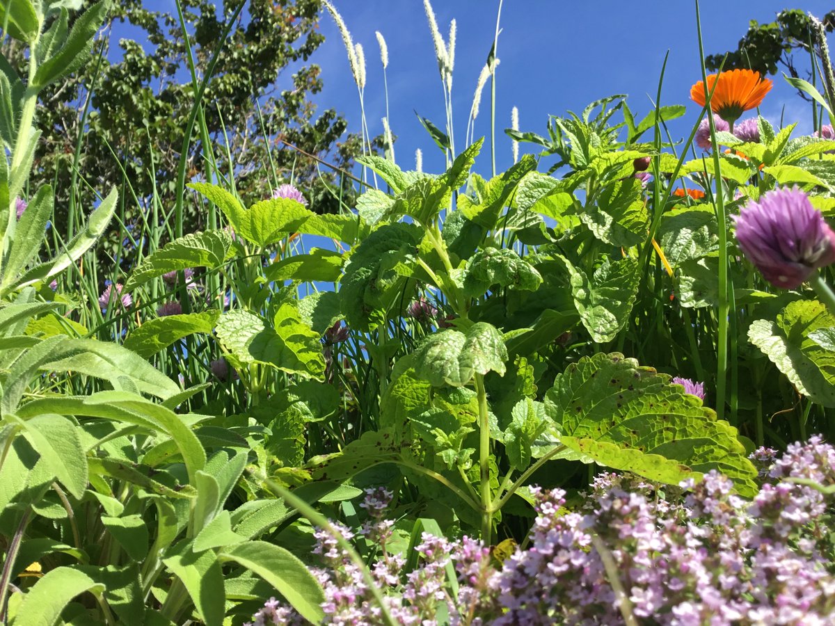 naturebygreen's tweet photo. My first distance Wildlife Wonder day with children at St Albans Primary School. On safari in their school grounds - I love this view. Photo by KS2 pupil
#schools #homelearning @BBCSpringwatch https://t.co/0echJISyyw