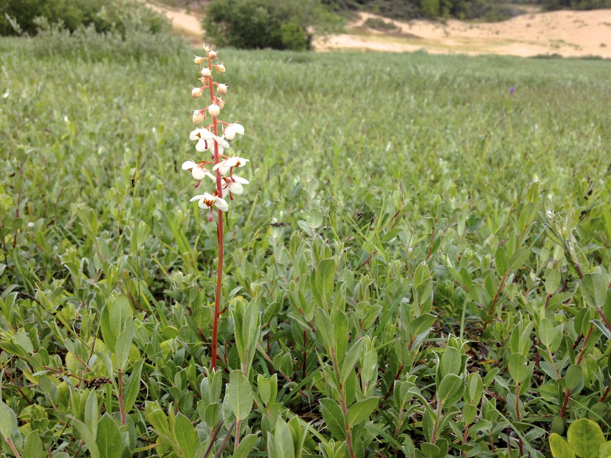 These green plants that can gain carbon from ectomycorrhizal fungi include Pyrola minor (Ericaceae) and Corallorhiza trifida (Orchidaceae)